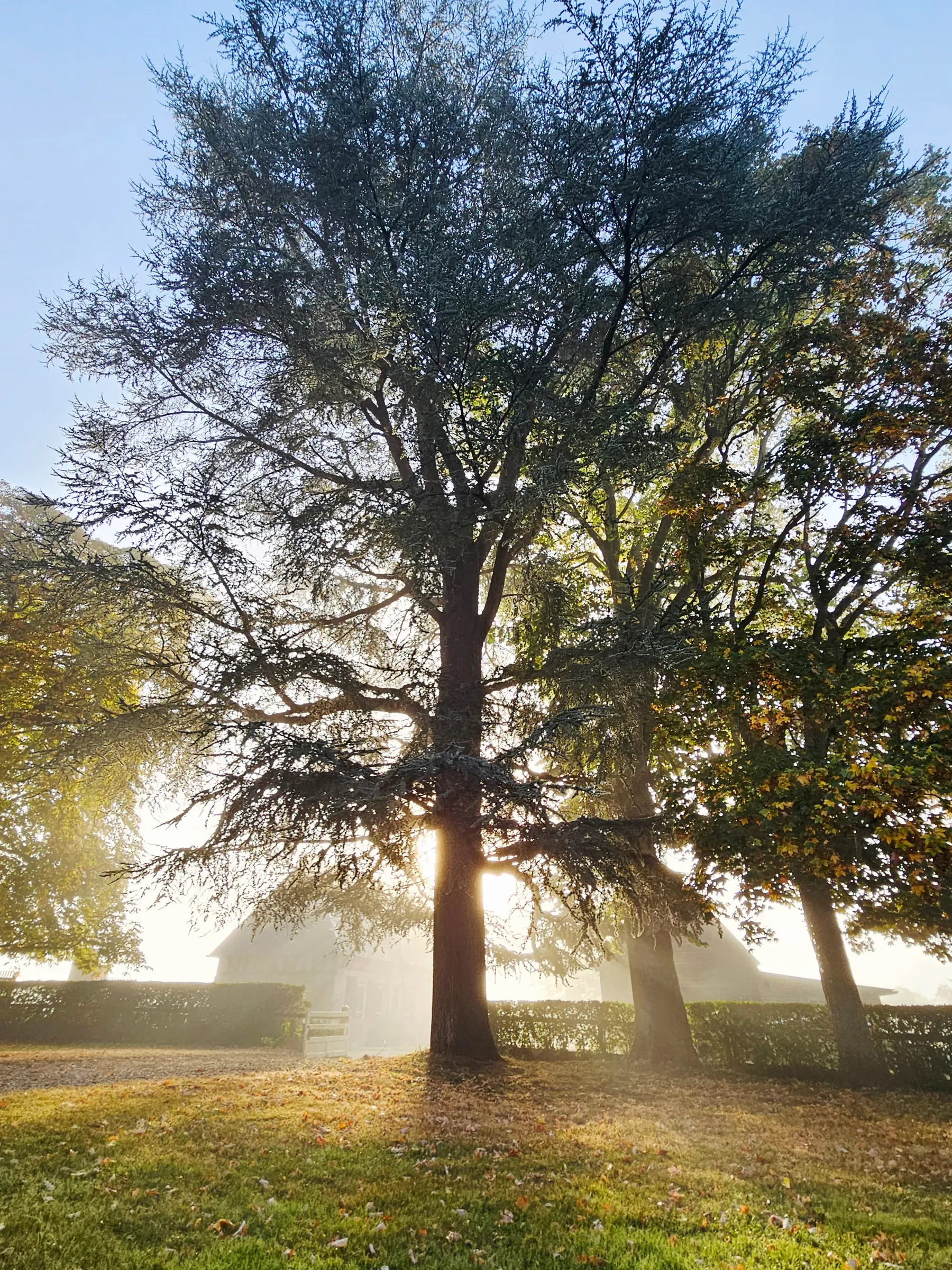 Grand cèdre dans la brume du matin, le soleil passe derrière son tronc